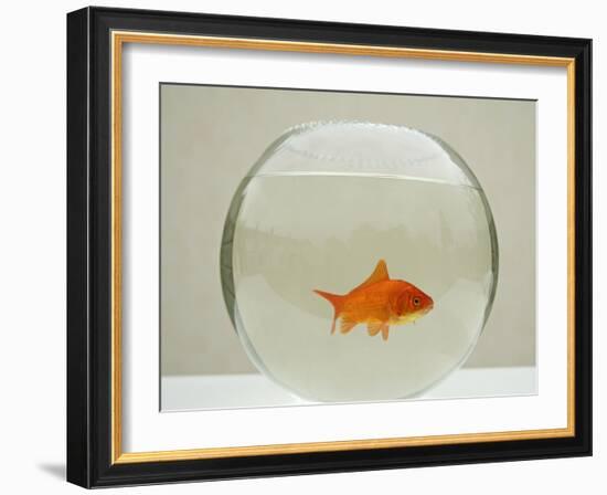 Goldfish Alone in Goldfish Bowl-null-Framed Photographic Print