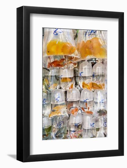 Goldfish at Goldfish Market, Hong Kong, China-Peter Adams-Framed Photographic Print