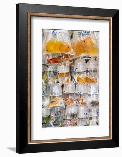 Goldfish at Goldfish Market, Hong Kong, China-Peter Adams-Framed Photographic Print