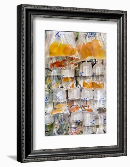 Goldfish at Goldfish Market, Hong Kong, China-Peter Adams-Framed Photographic Print