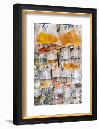 Goldfish at Goldfish Market, Hong Kong, China-Peter Adams-Framed Photographic Print