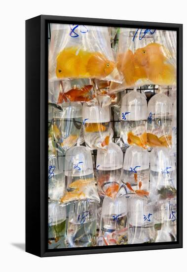 Goldfish at Goldfish Market, Hong Kong, China-Peter Adams-Framed Premier Image Canvas