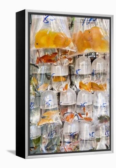 Goldfish at Goldfish Market, Hong Kong, China-Peter Adams-Framed Premier Image Canvas