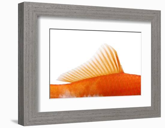 Goldfish, Dorsal Fin-Herbert Kehrer-Framed Photographic Print