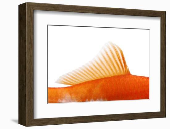 Goldfish, Dorsal Fin-Herbert Kehrer-Framed Photographic Print
