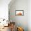 Goldfish, Dorsal Fin-Herbert Kehrer-Framed Photographic Print displayed on a wall