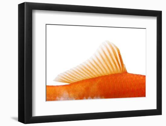 Goldfish, Dorsal Fin-Herbert Kehrer-Framed Photographic Print