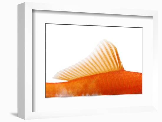 Goldfish, Dorsal Fin-Herbert Kehrer-Framed Photographic Print