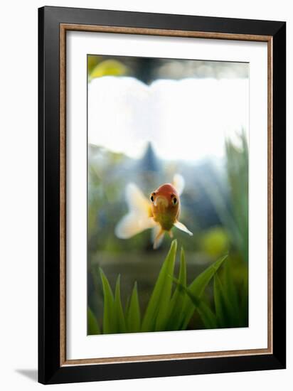Goldfish I-Karyn Millet-Framed Photographic Print