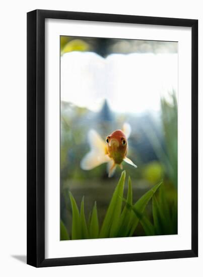 Goldfish I-Karyn Millet-Framed Photographic Print