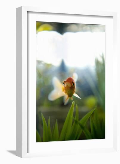 Goldfish I-Karyn Millet-Framed Photographic Print