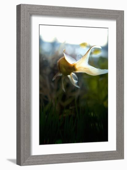 Goldfish II-Karyn Millet-Framed Photographic Print