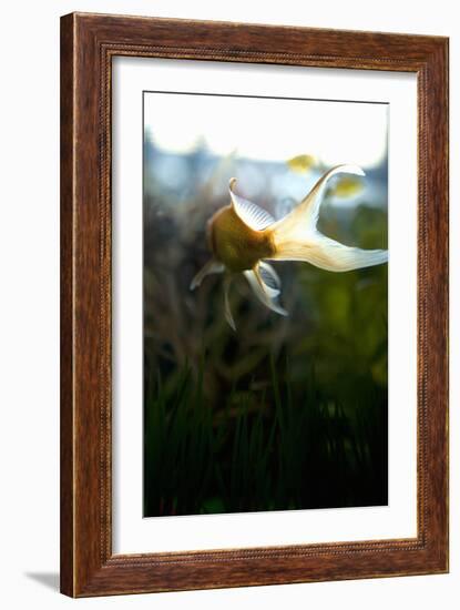 Goldfish II-Karyn Millet-Framed Photographic Print