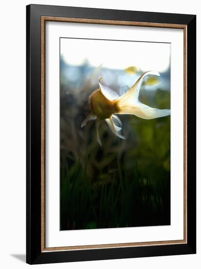 Goldfish II-Karyn Millet-Framed Photographic Print