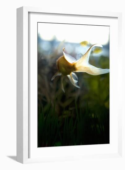 Goldfish II-Karyn Millet-Framed Photographic Print