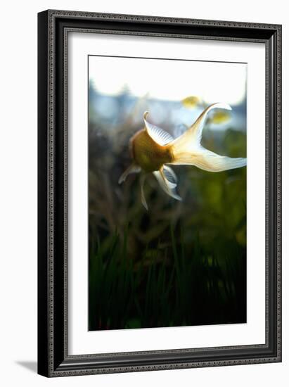 Goldfish II-Karyn Millet-Framed Photographic Print