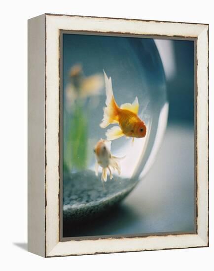 Goldfish in Fish Bowl-Elisa Cicinelli-Framed Premier Image Canvas