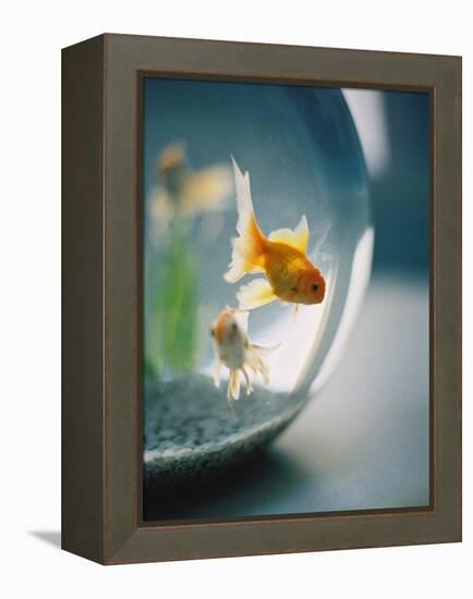 Goldfish in Fish Bowl-Elisa Cicinelli-Framed Premier Image Canvas