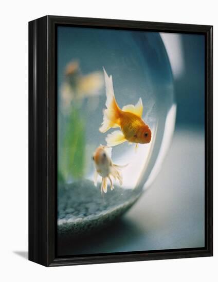 Goldfish in Fish Bowl-Elisa Cicinelli-Framed Premier Image Canvas