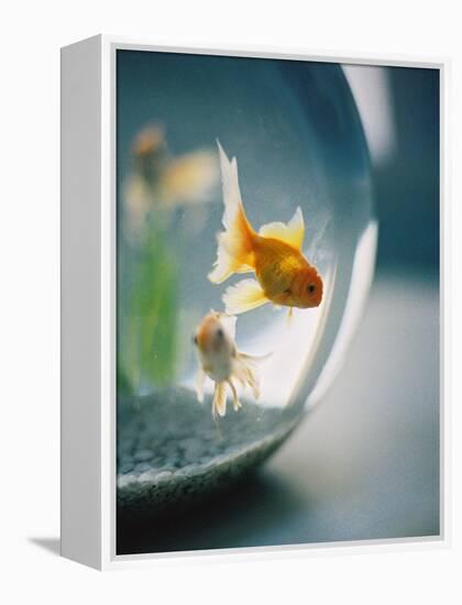 Goldfish in Fish Bowl-Elisa Cicinelli-Framed Premier Image Canvas