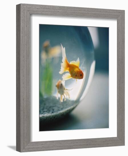 Goldfish in Fish Bowl-Elisa Cicinelli-Framed Photographic Print