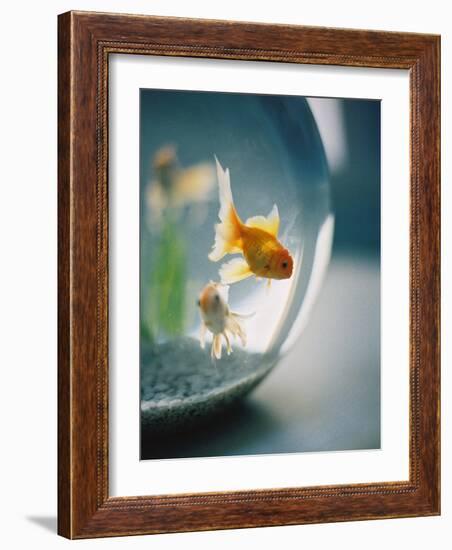 Goldfish in Fish Bowl-Elisa Cicinelli-Framed Photographic Print