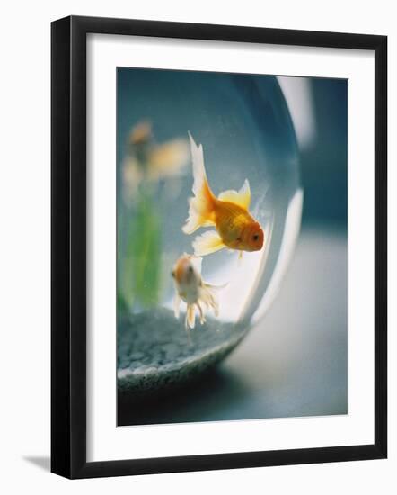 Goldfish in Fish Bowl-Elisa Cicinelli-Framed Photographic Print