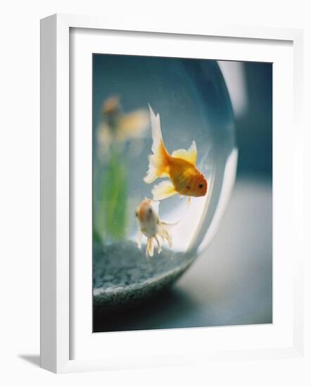 Goldfish in Fish Bowl-Elisa Cicinelli-Framed Photographic Print