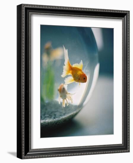 Goldfish in Fish Bowl-Elisa Cicinelli-Framed Photographic Print