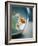 Goldfish in Fish Bowl-Elisa Cicinelli-Framed Photographic Print