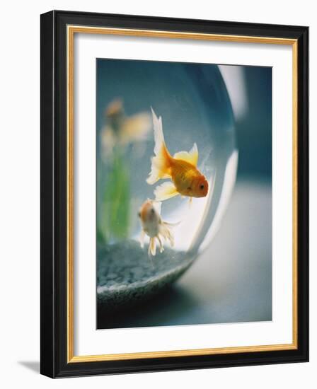 Goldfish in Fish Bowl-Elisa Cicinelli-Framed Photographic Print