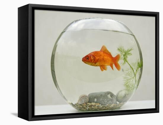 Goldfish in Goldfish Bowl with Weed-null-Framed Premier Image Canvas