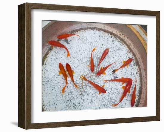 Goldfish in Pan, Old Town, Lijiang, Yunnan Province, China-Walter Bibikow-Framed Photographic Print