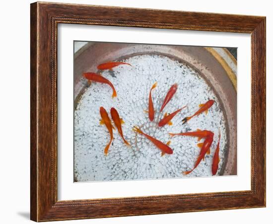 Goldfish in Pan, Old Town, Lijiang, Yunnan Province, China-Walter Bibikow-Framed Photographic Print