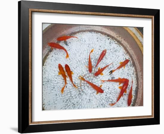 Goldfish in Pan, Old Town, Lijiang, Yunnan Province, China-Walter Bibikow-Framed Photographic Print