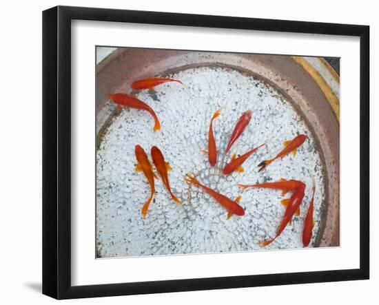 Goldfish in Pan, Old Town, Lijiang, Yunnan Province, China-Walter Bibikow-Framed Photographic Print