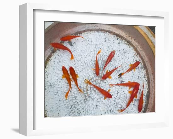 Goldfish in Pan, Old Town, Lijiang, Yunnan Province, China-Walter Bibikow-Framed Photographic Print