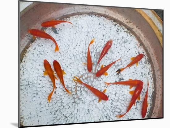 Goldfish in Pan, Old Town, Lijiang, Yunnan Province, China-Walter Bibikow-Mounted Photographic Print