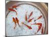 Goldfish in Pan, Old Town, Lijiang, Yunnan Province, China-Walter Bibikow-Mounted Photographic Print