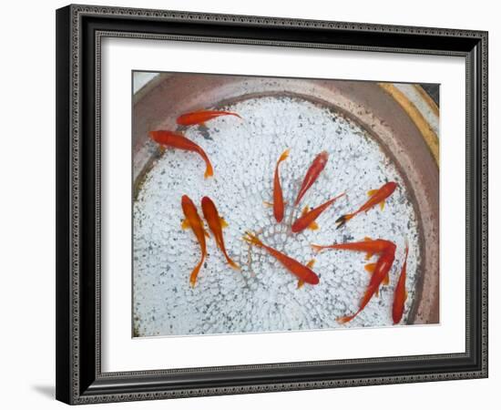 Goldfish in Pan, Old Town, Lijiang, Yunnan Province, China-Walter Bibikow-Framed Photographic Print