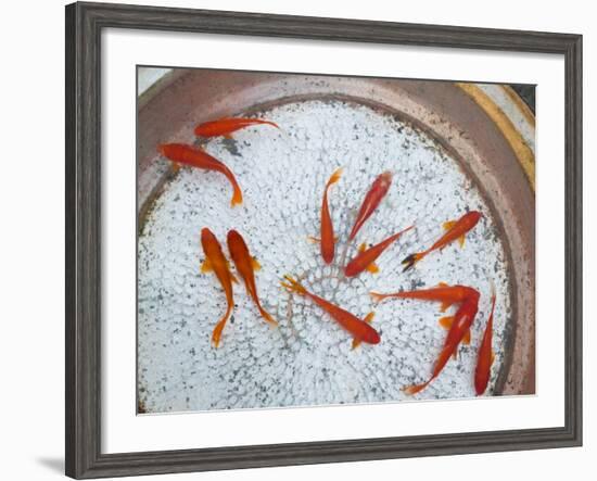 Goldfish in Pan, Old Town, Lijiang, Yunnan Province, China-Walter Bibikow-Framed Photographic Print