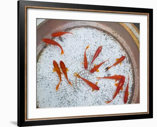 Goldfish in Pan, Old Town, Lijiang, Yunnan Province, China-Walter Bibikow-Framed Photographic Print