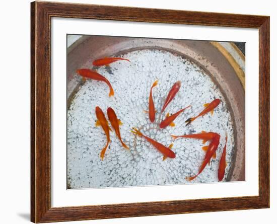 Goldfish in Pan, Old Town, Lijiang, Yunnan Province, China-Walter Bibikow-Framed Photographic Print