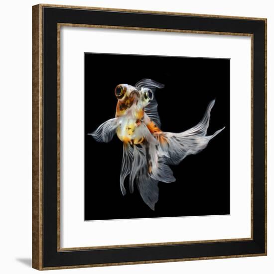 Goldfish Isolated on Black Background-bluehand-Framed Photographic Print