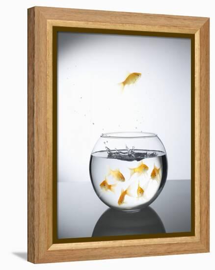 Goldfish jumping out of a bowl and escaping from the crowd-Steve Lupton-Framed Premier Image Canvas