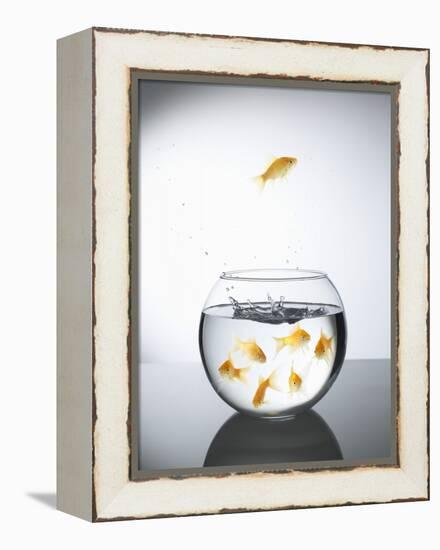 Goldfish jumping out of a bowl and escaping from the crowd-Steve Lupton-Framed Premier Image Canvas