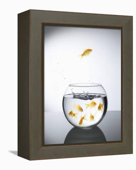 Goldfish jumping out of a bowl and escaping from the crowd-Steve Lupton-Framed Premier Image Canvas