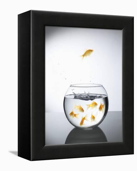 Goldfish jumping out of a bowl and escaping from the crowd-Steve Lupton-Framed Premier Image Canvas