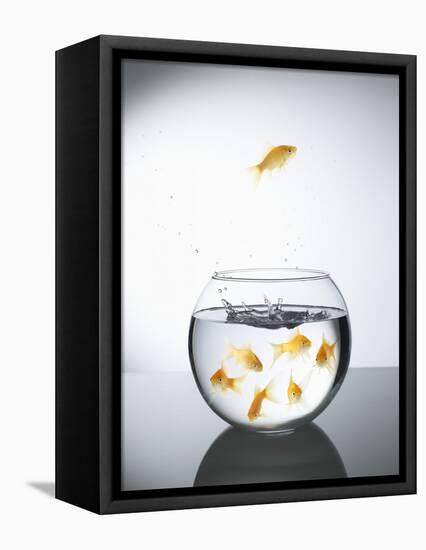 Goldfish jumping out of a bowl and escaping from the crowd-Steve Lupton-Framed Premier Image Canvas