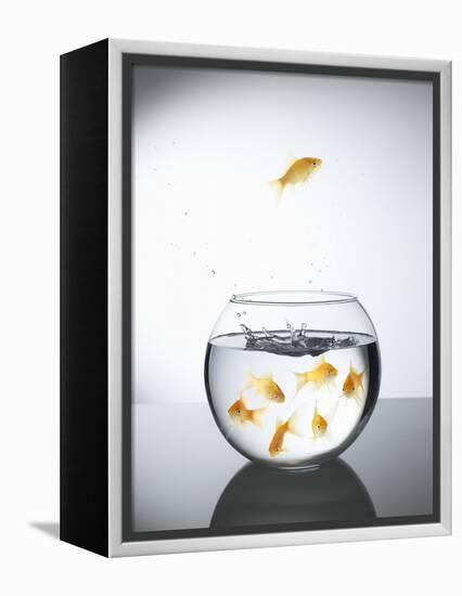 Goldfish jumping out of a bowl and escaping from the crowd-Steve Lupton-Framed Premier Image Canvas